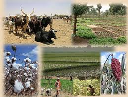 La gestion du secteur agricole fortement décriée